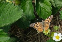 Motyle też zapylają kwiaty – niezwykli przybysze