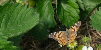 Motyle też zapylają kwiaty – niezwykli przybysze