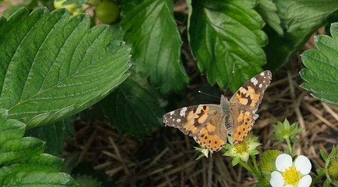 Motyle też zapylają kwiaty – niezwykli przybysze