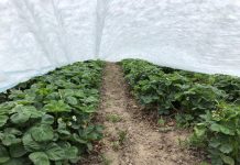 Przymrozki – jak zabezpieczać rośliny w nadchodzącym tygodniu