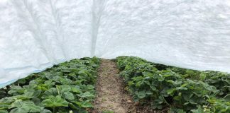 Przymrozki – jak zabezpieczać rośliny w nadchodzącym tygodniu