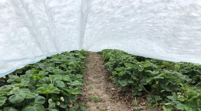 Przymrozki – jak zabezpieczać rośliny w nadchodzącym tygodniu