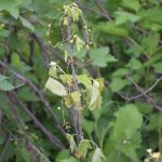 porzeczka_monitoring0001