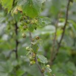 porzeczka_monitoring0002