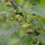 porzeczka_monitoring0003