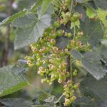 porzeczka_monitoring0004