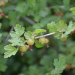 porzeczka_monitoring0005