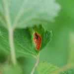 porzeczka_monitoring0006