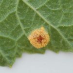 porzeczka_monitoring0007