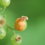 porzeczka_monitoring0008