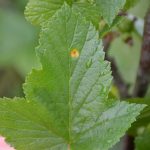 porzeczka_monitoring0009