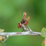 porzeczka_monitoring0010