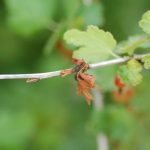 porzeczka_monitoring0011