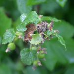 porzeczka_monitoring0012