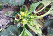 Zimny tydzień i zagrożenie przymrozkami