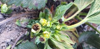 Zimny tydzień i zagrożenie przymrozkami