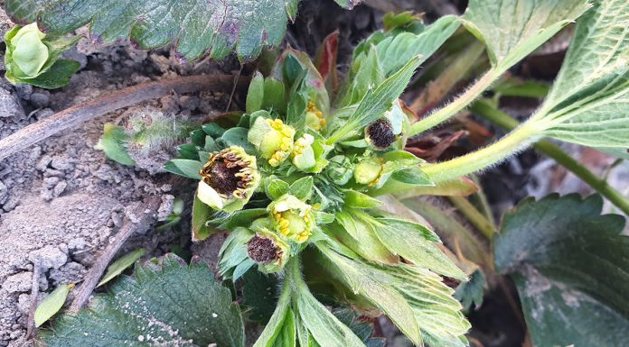 Zimny tydzień i zagrożenie przymrozkami