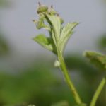 rdza_maliny0002