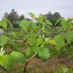 rdza_maliny0009