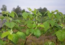 KOMUNIKAT jagodowy Agrosimex 29.05. – MALINY letnie na początku kwitnienia. Zalecenia ochrony i nawożenia