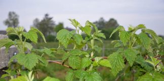 KOMUNIKAT jagodowy Agrosimex 29.05. – MALINY letnie na początku kwitnienia. Zalecenia ochrony i nawożenia