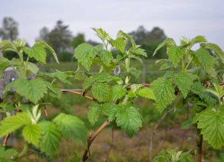 KOMUNIKAT jagodowy Agrosimex 29.05. – MALINY letnie na początku kwitnienia. Zalecenia ochrony i nawożenia