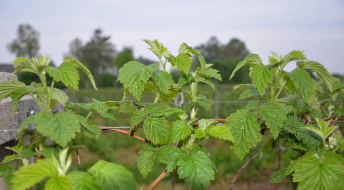 KOMUNIKAT jagodowy Agrosimex 29.05. – MALINY letnie na początku kwitnienia. Zalecenia ochrony i nawożenia