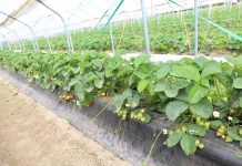 Rumba – sprawdzona odmiana od firmy Neessen