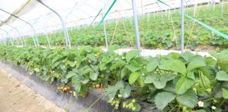 Rumba – sprawdzona odmiana od firmy Neessen