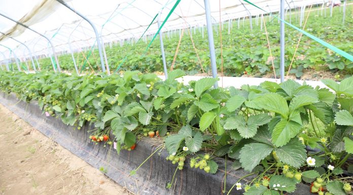 Rumba – sprawdzona odmiana od firmy Neessen