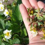 Ochrona truskawek w czasie kwitnienia jest najważniejsza. FILM