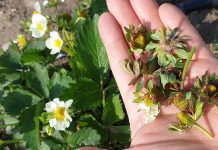 Ochrona truskawek w czasie kwitnienia jest najważniejsza. FILM