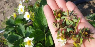 Ochrona truskawek w czasie kwitnienia jest najważniejsza. FILM