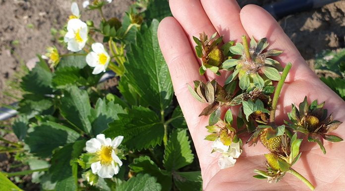 Ochrona truskawek w czasie kwitnienia jest najważniejsza. FILM