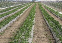 Nowe rozwiązania dla truskawek od firmy Agrosimex