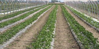 Nowe rozwiązania dla truskawek od firmy Agrosimex