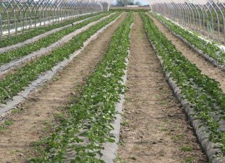 Nowe rozwiązania dla truskawek od firmy Agrosimex