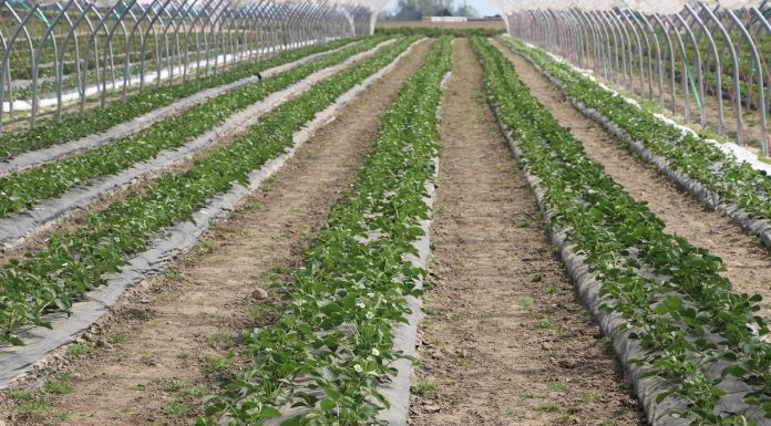 Nowe rozwiązania dla truskawek od firmy Agrosimex