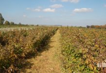 Likwidacja plantacji jagodowych w Gruzji