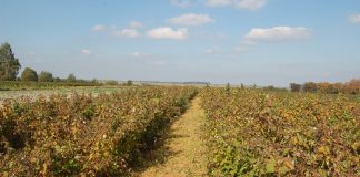 Likwidacja plantacji jagodowych w Gruzji