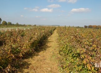 Likwidacja plantacji jagodowych w Gruzji