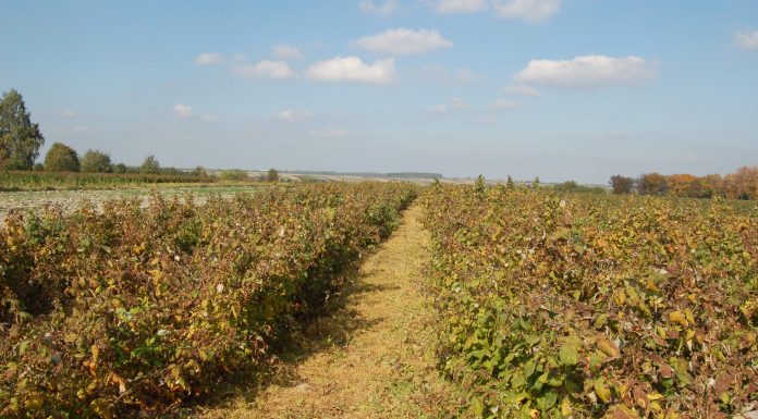 Likwidacja plantacji jagodowych w Gruzji