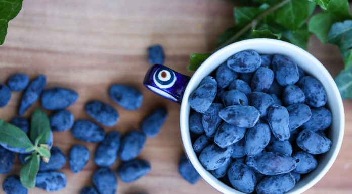 Jagoda kamczacka – superowoc, ale gdzie go sprzedać?