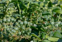 Borówkowe Warsztaty już 22 czerwca 2019