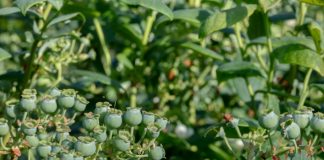 Borówkowe Warsztaty już 22 czerwca 2019