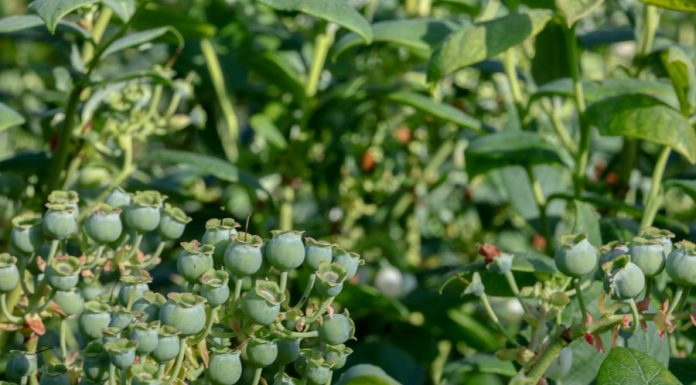 Borówkowe Warsztaty już 22 czerwca 2019