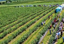 Borówkowe Factory – spotkanie dla plantatorów 4 września 2020