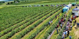 Borówkowe Factory – spotkanie dla plantatorów 4 września 2020