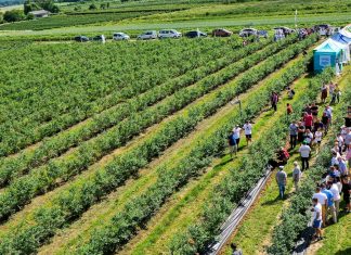 Borówkowe Factory – spotkanie dla plantatorów 4 września 2020