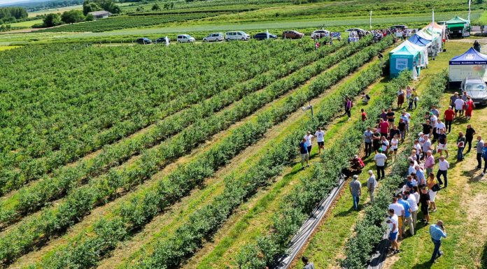 Borówkowe Factory – spotkanie dla plantatorów 4 września 2020